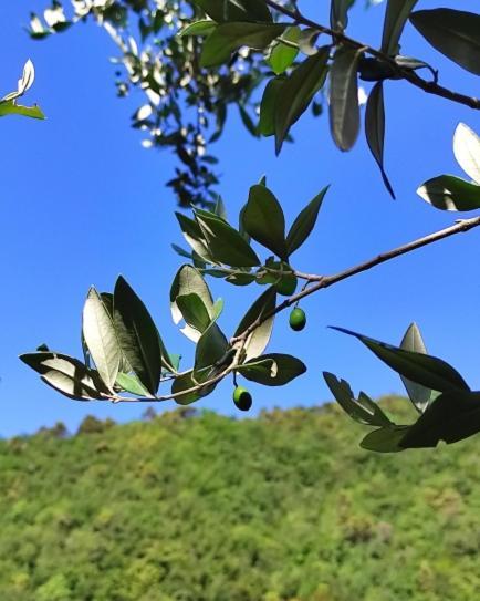 Tottavilla Affittacamere Campodonico  外观 照片
